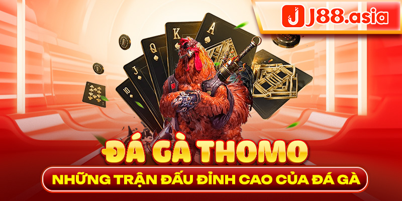 Đá gà thomo - Những trận đấu đỉnh cao của đá gà